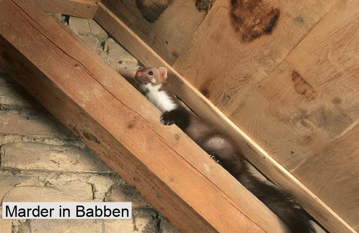 Marder in Babben